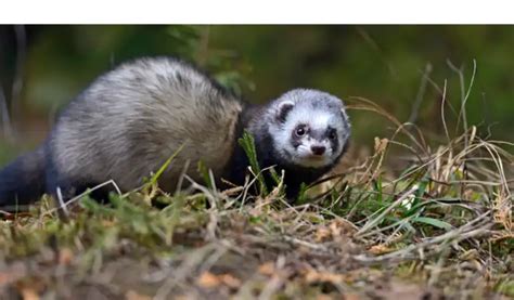 Male Vs Female Ferrets Understanding Personalities Traits Petsbuilder