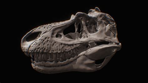 Gorgosaurus skull - Buy Royalty Free 3D model by Olof Moleman ...