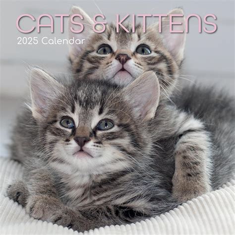Amazon.com: The Gifted Stationary 2025 Square Wall Calendar, Cats