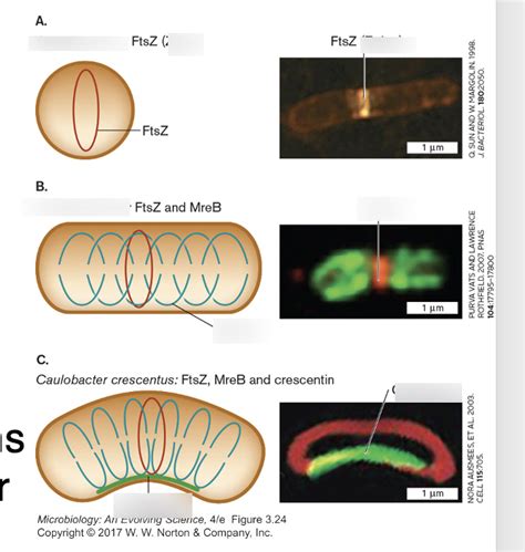 bacterial cytoskeleton Diagram | Quizlet 