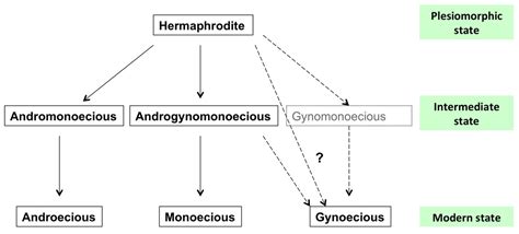 Sex Expression And Floral Diversity In Jatropha Curcas A Population Study In Its Center Of
