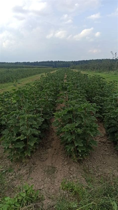 Sadzonki Porzeczki Czerwonej Plewione R Cznie Porzeczek Aleksandr W