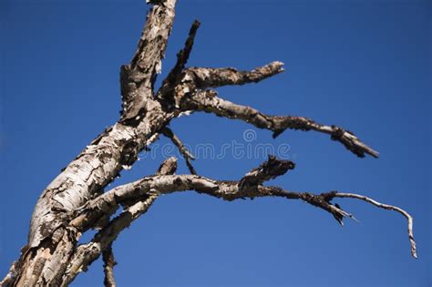 Naked Summer Girl Stock Image Image Of Outdoors Lifestyles