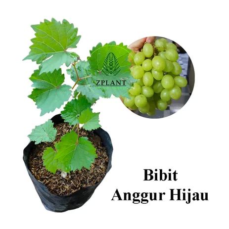 Bibit Pohon Anggur