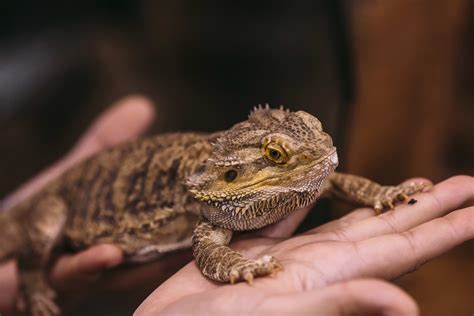 how to take care of a bearded dragon 5