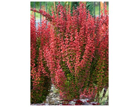 Барбарис Тунберга оранж айс (74 фото) - фото - картинки и рисунки ...