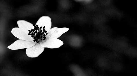 Beautiful Black And White Flower Wallpapers Top Free Beautiful Black