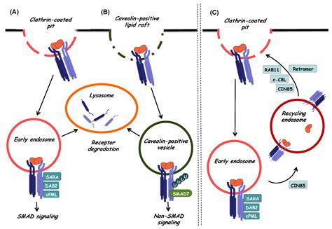 Biomolecules Free Full Text Tgf Signaling