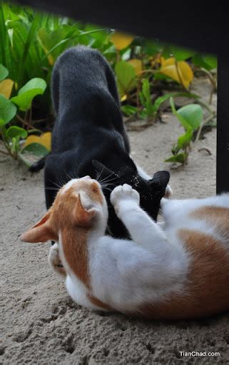 Phuket Tour When Pussy Play Together