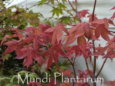 Acer Palmatum Mundi Plantarum