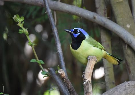 Definitive Guide To Green Jay Facts, Habitat, Conservation Status, Zoo ...
