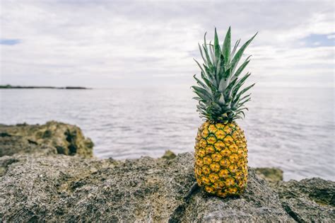 Images Gratuites Plage Arbre Eau La Nature Herbe Roche Fruit