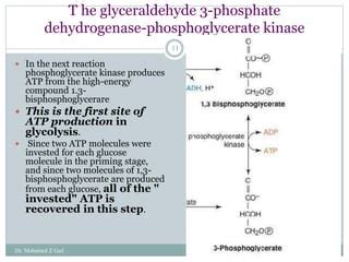 Carbohydrate Metabolism (Glycolysis).pptx | Free Download