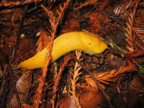 Banana Slug The Banana Slug Uc Santa Cruzs Mascot Found Flickr