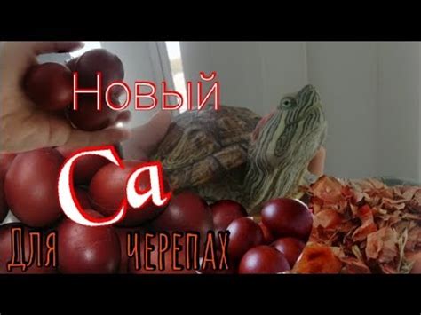 Новый кальций для красноухих черепах. Яичная скорлупа + луковая шелуха ...