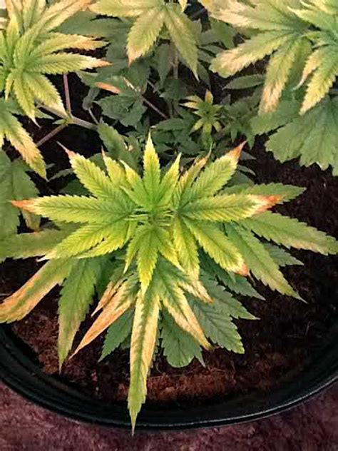 Why Are Leaf Tips Brown Burnt Or Yellow Grow Weed Easy