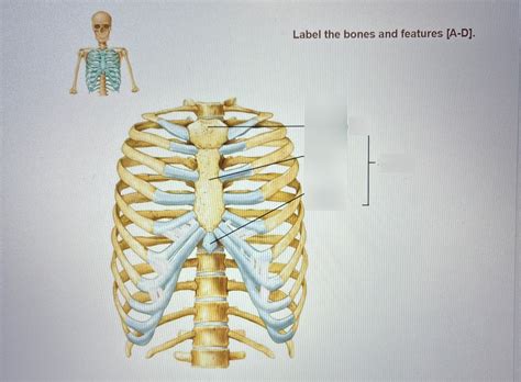 Rib Diagram Quizlet