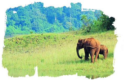 Periyar National Park Tour Package Pan India Tours