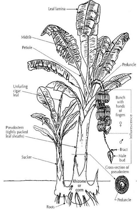 Figure 1 Botanical Description Of Banana Ludivine Et Al 2009