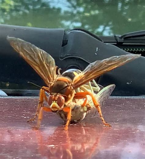 Cicada Killer Wasp Nest