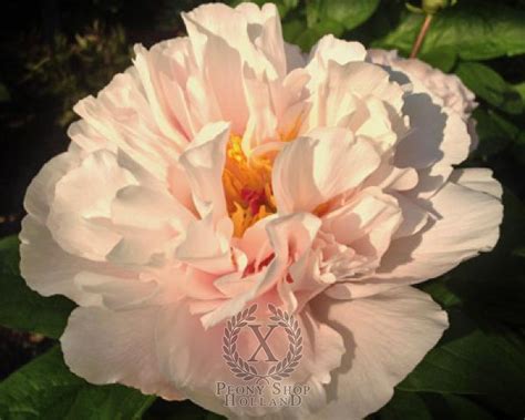 Peony Blushing Princess At Peony Nursery
