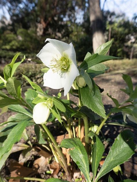 Helleborus Plant Flower - Free photo on Pixabay - Pixabay