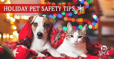 Holiday Pet Safety Tips Blog Grateful Companion Pet Care