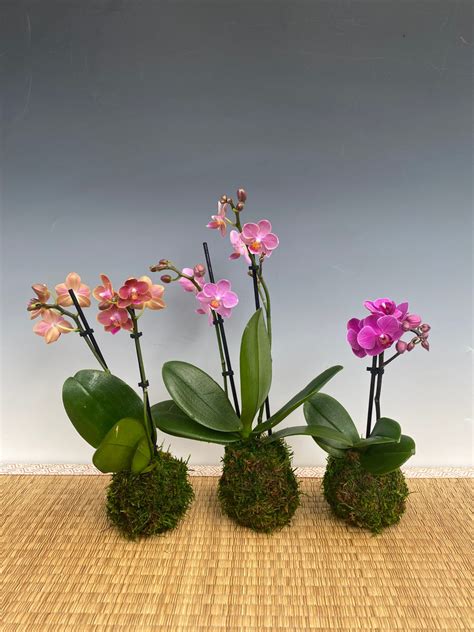 Phalaenopsis Kokedama ('Chizuko', Li-Hsin C-66 & Pinlong Cheris x Sogo ...