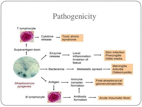 Streptococcus Pyogens