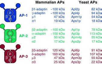 The AP-3 complex: a coat of many colours: Trends in Cell Biology