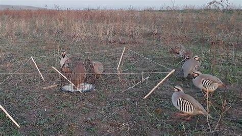 шикори гибрид - YouTube