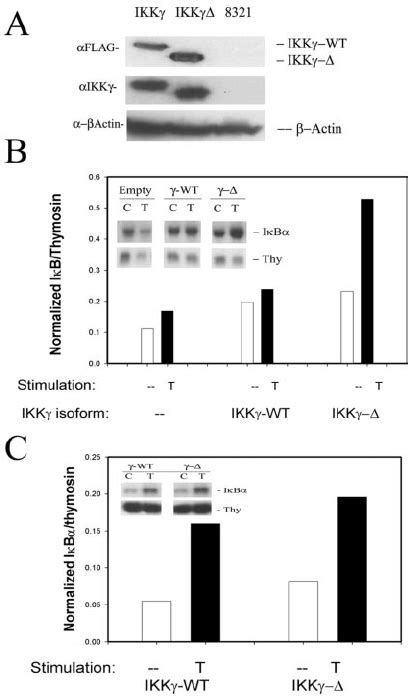 IKK ␥ - ⌬ mediates TNF-induced target gene expression. (A) IKK ...