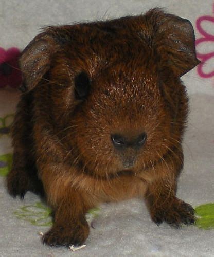 Morče - Moravskoslezský kraj, Prodám | ChovZvířat.cz