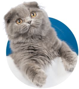 Siberian - TICA - The International Cat Association