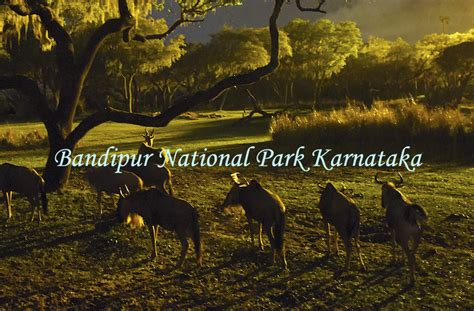 Bandipur National Park Karnataka Luxury Trails Of India