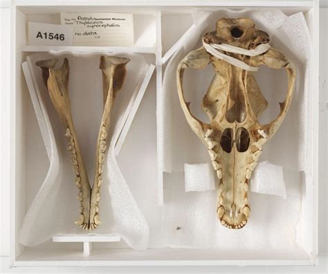 Famous Footage May Not Depict The Last Living Thylacine After All