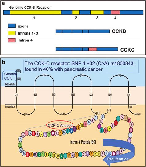 diagram   splice cck  receptor  schematic