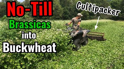 No Till Brassica Food Plot Buckwheat Method Youtube