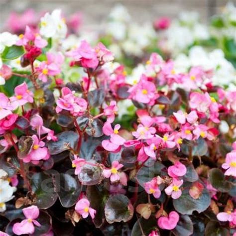 Бегония вечночветущая, цветки розовые/листья бордовые, в наличии. Цена ...