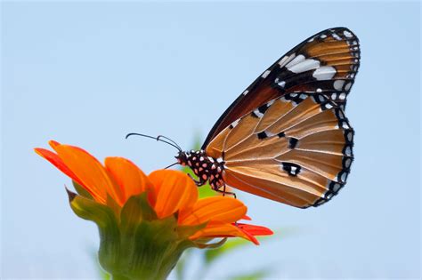 Brown And Black Butterfly In Macro Photography · Free Stock Photo