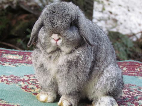 Holland Lop Does Mythical Lops Rabbitry Where Myths Are Born