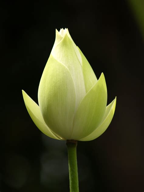 White Lotus 2 Free Photo Download Freeimages