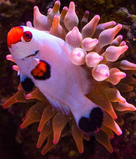 The Clownfish – Copepods.com Canada