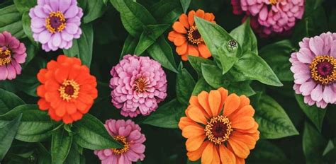State Fair Zinnias All You Need To Know About These Amazing Flowers