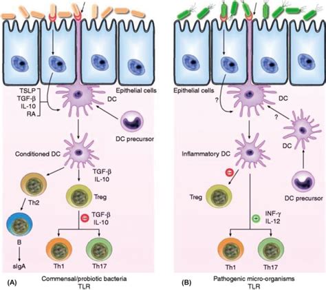 Schematic View Of The Potential Mechanism Of Action By Which Commensal