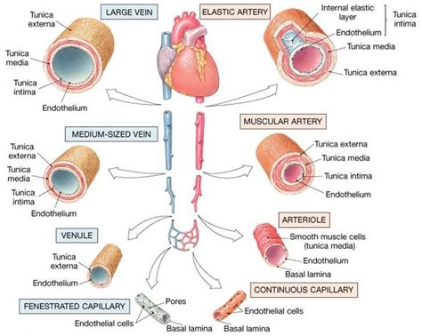 Associate Degree Nursing Physiology Review Basic Anatomy And