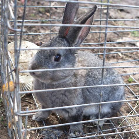 Question: Do Rabbits and Rats Get Along?