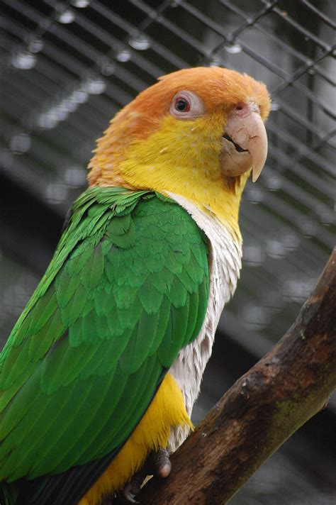 white bellied caique zoochat
