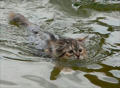 Funny Cats Swimming | Funny Images Show