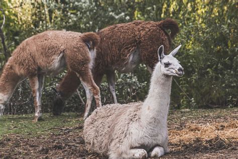 Free picture: White and light brown llama (Lama glama) laying on ground ...